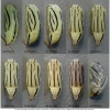 coen leander pupa8 volg2
